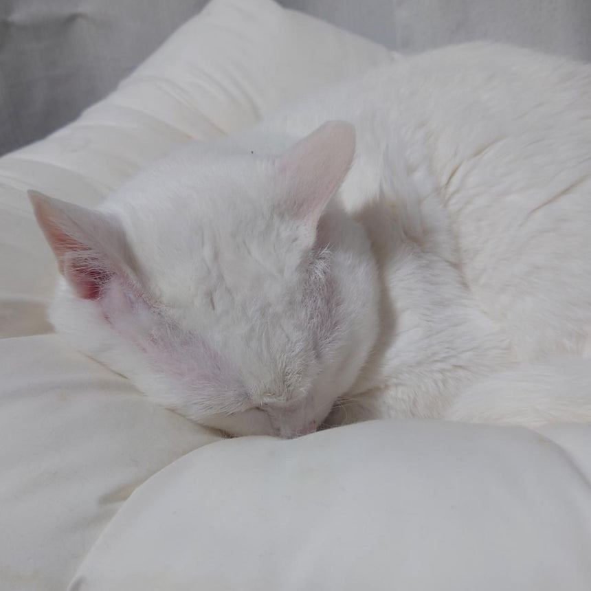 ねこのためのまくら